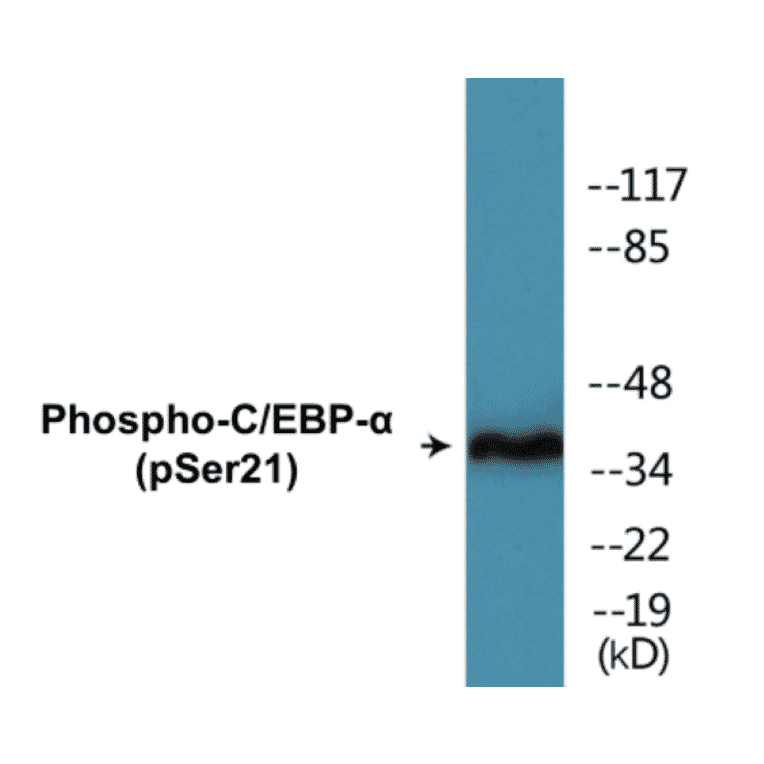Western Blot - CEBP alpha (phospho Ser21) Cell Based ELISA Kit (CBP1049) - Antibodies.com