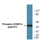 Western Blot - CEBP alpha (phospho Ser21) Cell Based ELISA Kit (CBP1049) - Antibodies.com