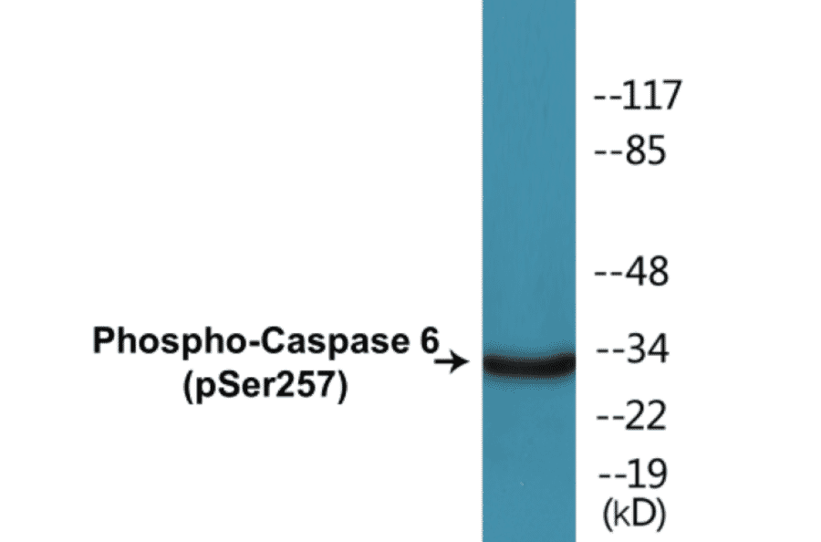 Western Blot - Caspase 6 (phospho Ser257) Cell Based ELISA Kit (CBP1051) - Antibodies.com