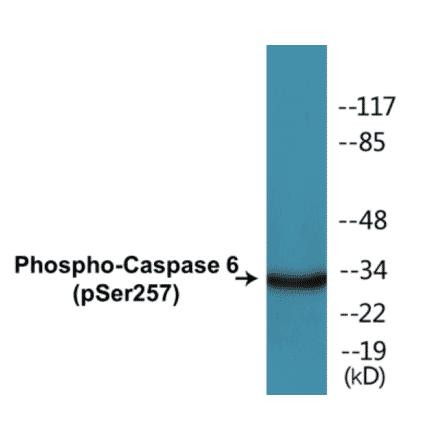 Western Blot - Caspase 6 (phospho Ser257) Cell Based ELISA Kit (CBP1051) - Antibodies.com