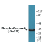 Western Blot - Caspase 6 (phospho Ser257) Cell Based ELISA Kit (CBP1051) - Antibodies.com