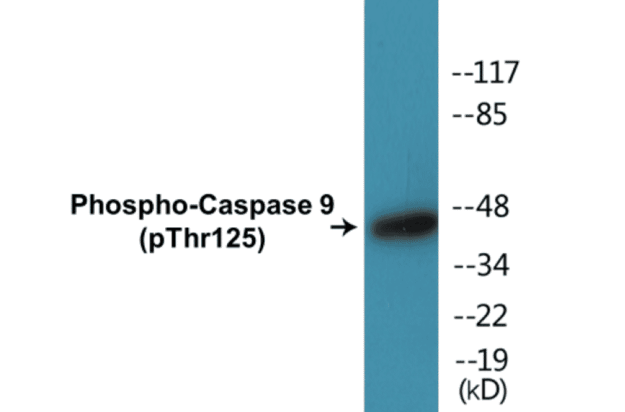 Western Blot - Caspase 9 (phospho Thr125) Cell Based ELISA Kit (CBP1053) - Antibodies.com