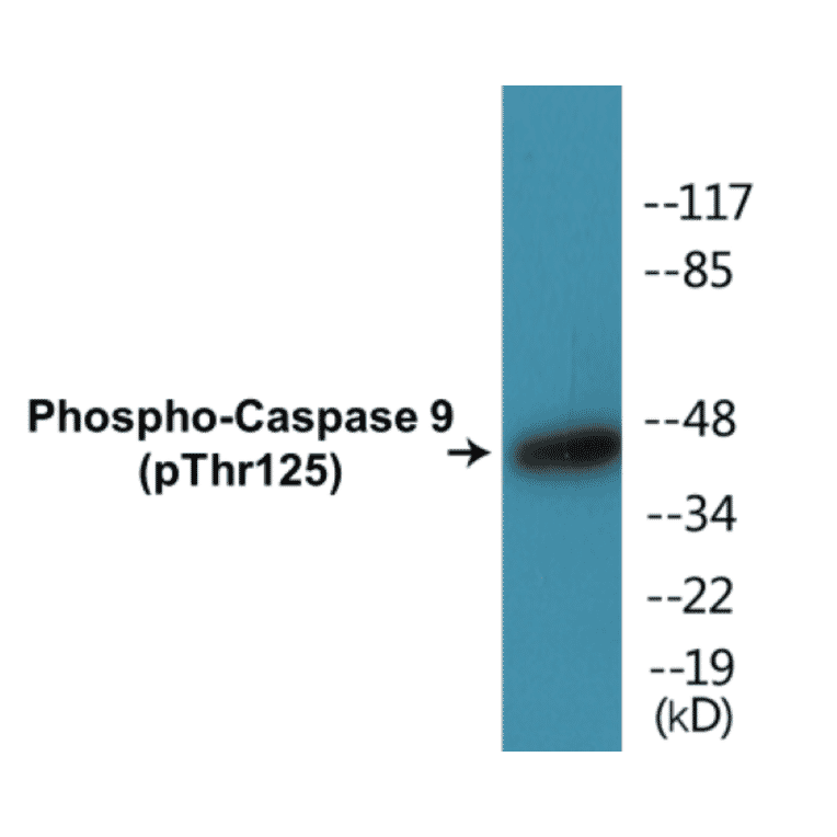 Western Blot - Caspase 9 (phospho Thr125) Cell Based ELISA Kit (CBP1053) - Antibodies.com