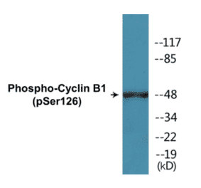 Western Blot - Cyclin B1 (phospho Ser126) Cell Based ELISA Kit (CBP1061) - Antibodies.com