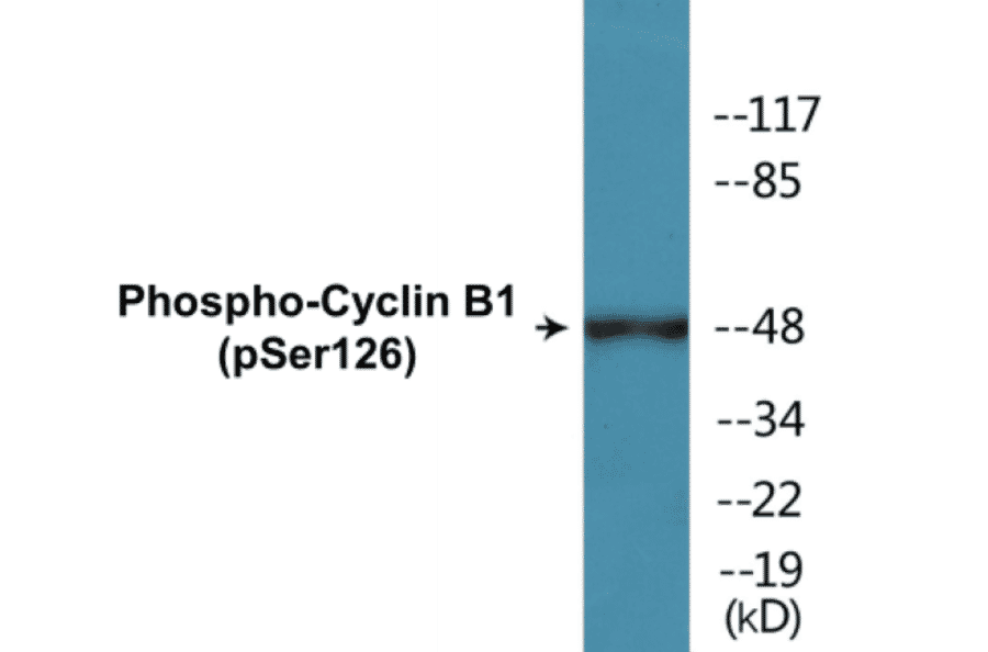 Western Blot - Cyclin B1 (phospho Ser126) Cell Based ELISA Kit (CBP1061) - Antibodies.com