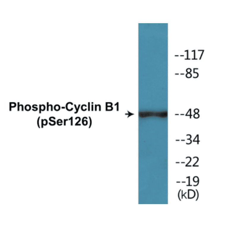 Western Blot - Cyclin B1 (phospho Ser126) Cell Based ELISA Kit (CBP1061) - Antibodies.com