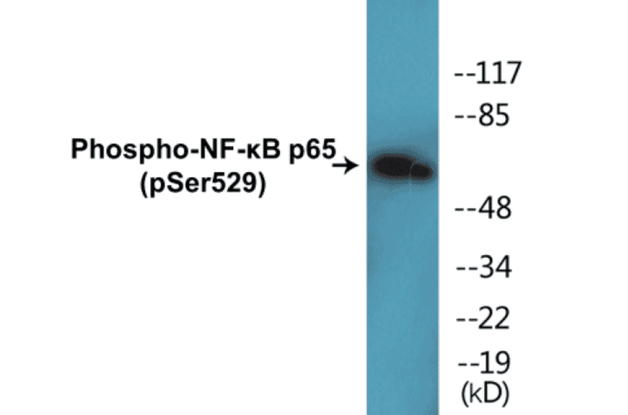 Western Blot - NF-kB p65 (phospho Ser529) Cell Based ELISA Kit (CBP1091) - Antibodies.com