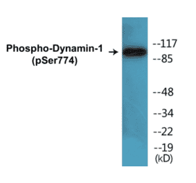 Western Blot - Dynamin-1 (phospho Ser774) Cell Based ELISA Kit (CBP1112) - Antibodies.com