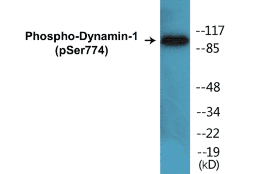 Western Blot - Dynamin-1 (phospho Ser774) Cell Based ELISA Kit (CBP1112) - Antibodies.com