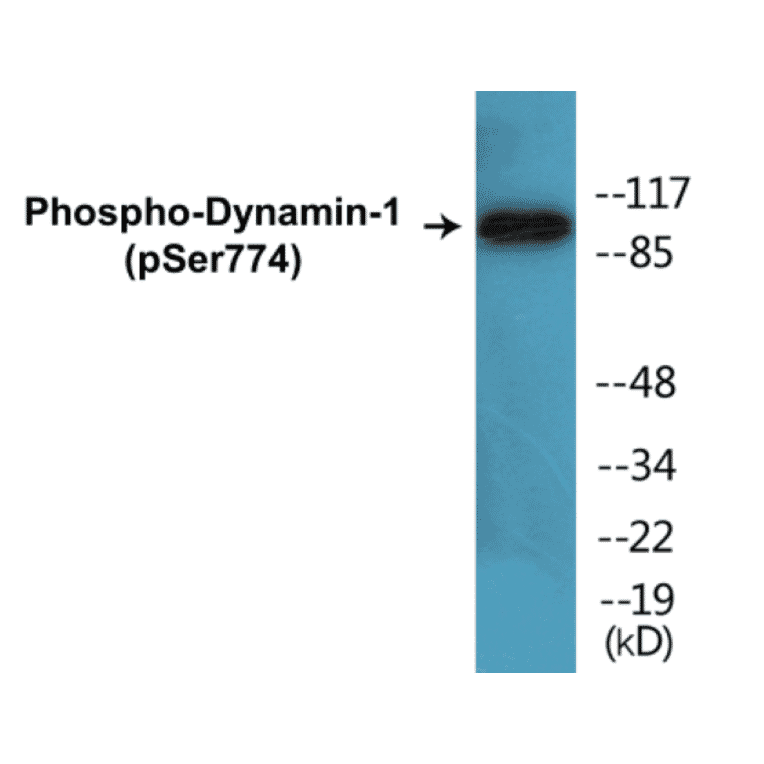 Western Blot - Dynamin-1 (phospho Ser774) Cell Based ELISA Kit (CBP1112) - Antibodies.com