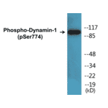Western Blot - Dynamin-1 (phospho Ser774) Cell Based ELISA Kit (CBP1112) - Antibodies.com