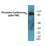 Western Blot - Caldesmon (phospho Ser789) Cell Based ELISA Kit (CBP1143) - Antibodies.com