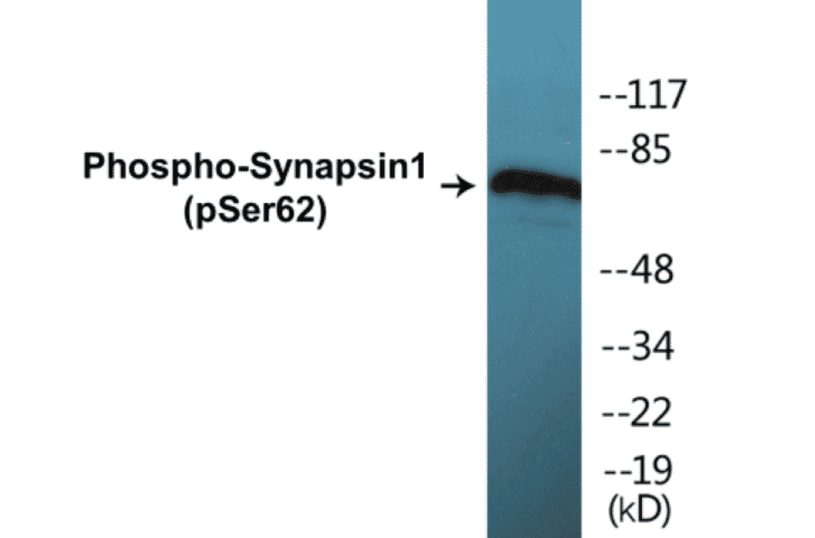 Western Blot - Synapsin 1 (phospho Ser62) Cell Based ELISA Kit (CBP1220) - Antibodies.com