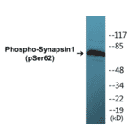 Western Blot - Synapsin 1 (phospho Ser62) Cell Based ELISA Kit (CBP1220) - Antibodies.com