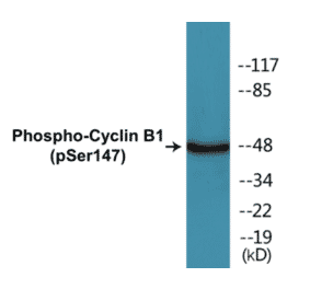 Western Blot - Cyclin B1 (phospho Ser147) Cell Based ELISA Kit (CBP1250) - Antibodies.com