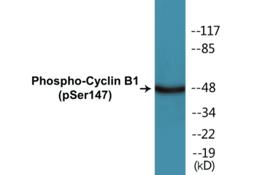 Western Blot - Cyclin B1 (phospho Ser147) Cell Based ELISA Kit (CBP1250) - Antibodies.com