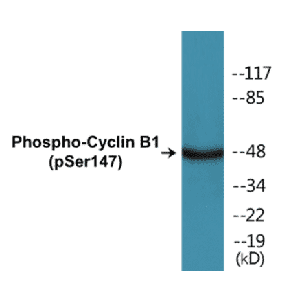 Western Blot - Cyclin B1 (phospho Ser147) Cell Based ELISA Kit (CBP1250) - Antibodies.com