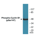Western Blot - Cyclin B1 (phospho Ser147) Cell Based ELISA Kit (CBP1250) - Antibodies.com