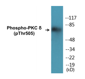 Western Blot - PKC delta (phospho Thr505) Cell Based ELISA Kit (CBP1275) - Antibodies.com