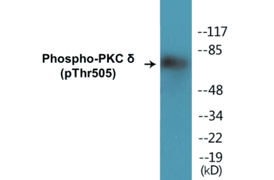 Western Blot - PKC delta (phospho Thr505) Cell Based ELISA Kit (CBP1275) - Antibodies.com