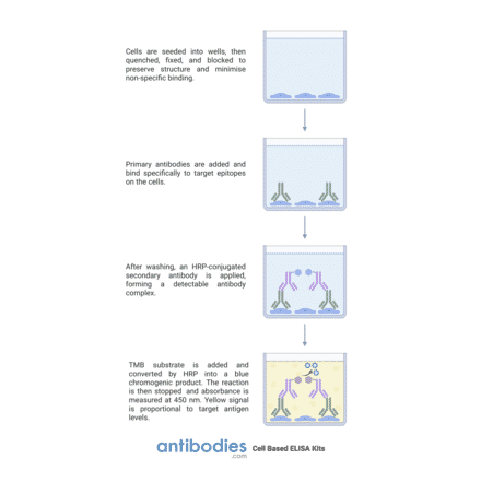 Protocol Diagram - CKII beta (phospho Ser209) Cell-Based ELISA Kit (CBP1348) - Antibodies.com