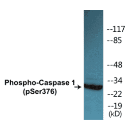 Western Blot - Caspase 1 (phospho Ser376) Cell Based ELISA Kit (CBP1403) - Antibodies.com