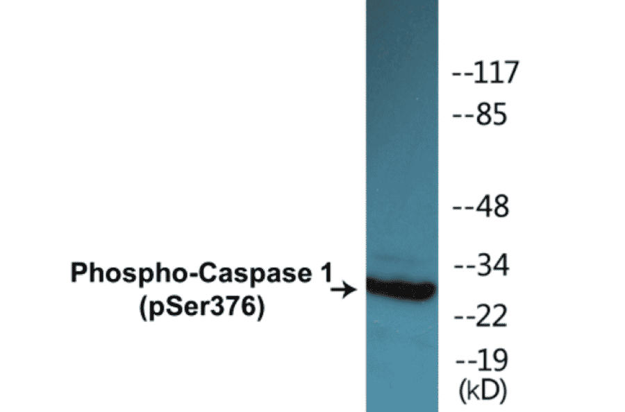 Western Blot - Caspase 1 (phospho Ser376) Cell Based ELISA Kit (CBP1403) - Antibodies.com