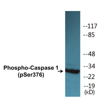 Western Blot - Caspase 1 (phospho Ser376) Cell Based ELISA Kit (CBP1403) - Antibodies.com