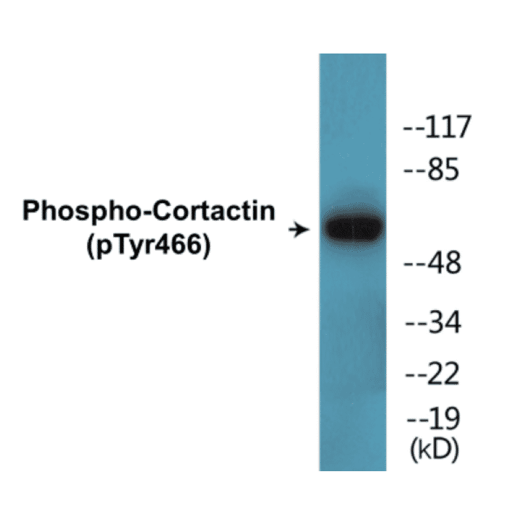 Western Blot - Cortactin (phospho Tyr466) Cell Based ELISA Kit (CBP1524) - Antibodies.com