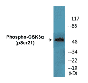 Western Blot - GSK3 alpha (phospho Ser21) Cell Based ELISA Kit (CBP1566) - Antibodies.com