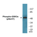 Western Blot - GSK3 alpha (phospho Ser21) Cell Based ELISA Kit (CBP1566) - Antibodies.com