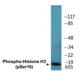 Western Blot - Histone H3 (phospho Ser10) Cell Based ELISA Kit (CBP1576) - Antibodies.com