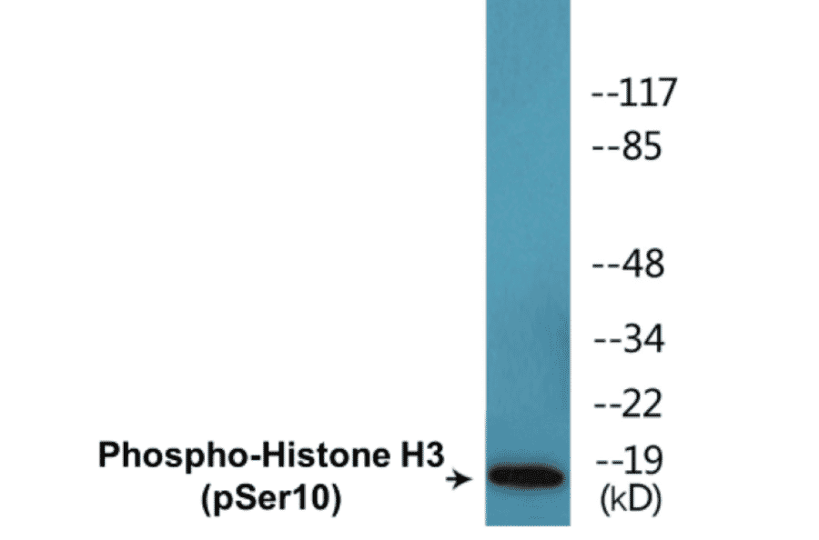 Western Blot - Histone H3 (phospho Ser10) Cell Based ELISA Kit (CBP1576) - Antibodies.com