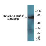 Western Blot - LIMK1 + 2 (phospho Thr508) Cell Based ELISA Kit (CBP1605) - Antibodies.com