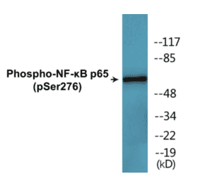 Western Blot - NF-kB p65 (phospho Ser276) Cell Based ELISA Kit (CBP1631) - Antibodies.com
