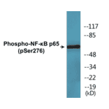 Western Blot - NF-kB p65 (phospho Ser276) Cell Based ELISA Kit (CBP1631) - Antibodies.com