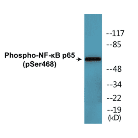 Western Blot - NF-kB p65 (phospho Ser468) Cell Based ELISA Kit (CBP1632) - Antibodies.com