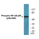 Western Blot - NF-kB p65 (phospho Ser468) Cell Based ELISA Kit (CBP1632) - Antibodies.com