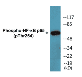 Western Blot - NF-kB p65 (phospho Thr254) Cell Based ELISA Kit (CBP1634) - Antibodies.com