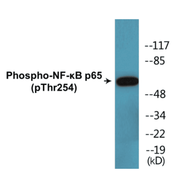 Western Blot - NF-kB p65 (phospho Thr254) Cell Based ELISA Kit (CBP1634) - Antibodies.com