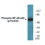 Western Blot - NF-kB p65 (phospho Thr435) Cell Based ELISA Kit (CBP1635) - Antibodies.com