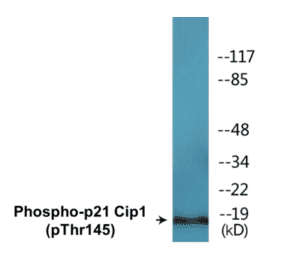 Western Blot - p21 Cip 1 (phospho Thr145) Cell Based ELISA Kit (CBP1637) - Antibodies.com
