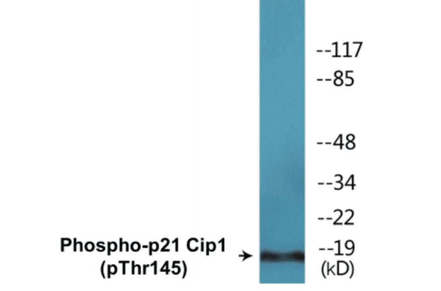 Western Blot - p21 Cip 1 (phospho Thr145) Cell Based ELISA Kit (CBP1637) - Antibodies.com