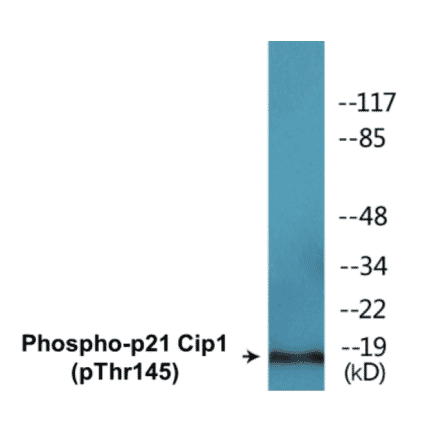 Western Blot - p21 Cip 1 (phospho Thr145) Cell Based ELISA Kit (CBP1637) - Antibodies.com