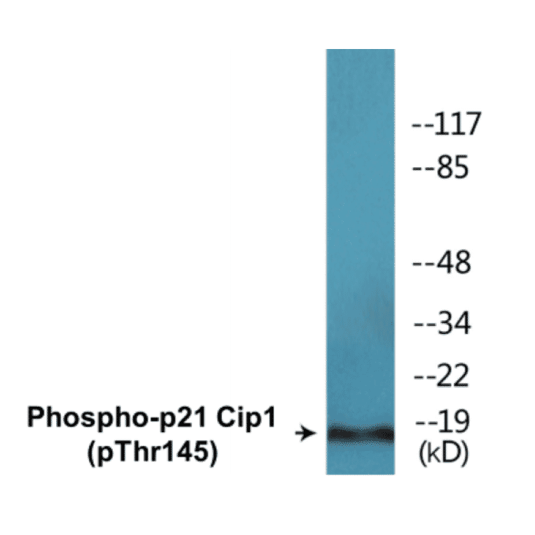Western Blot - p21 Cip 1 (phospho Thr145) Cell Based ELISA Kit (CBP1637) - Antibodies.com
