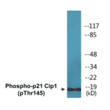 Western Blot - p21 Cip 1 (phospho Thr145) Cell Based ELISA Kit (CBP1637) - Antibodies.com