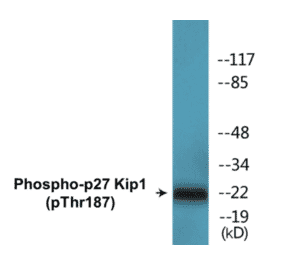 Western Blot - p27 Kip 1 (phospho Thr187) Cell Based ELISA Kit (CBP1639) - Antibodies.com