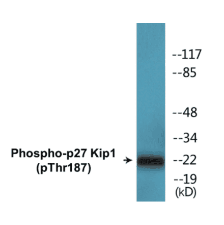 Western Blot - p27 Kip 1 (phospho Thr187) Cell Based ELISA Kit (CBP1639) - Antibodies.com