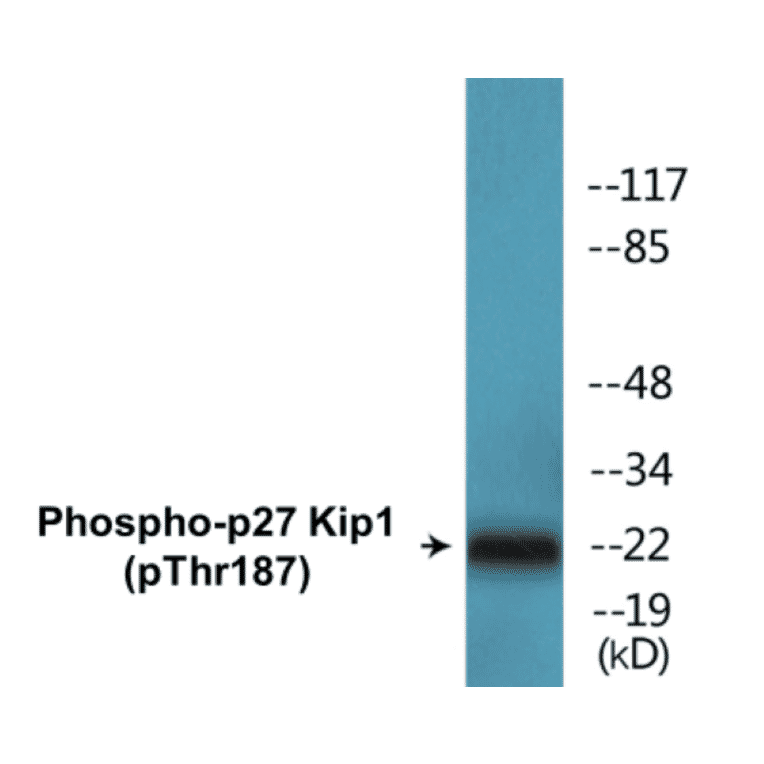 Western Blot - p27 Kip 1 (phospho Thr187) Cell Based ELISA Kit (CBP1639) - Antibodies.com