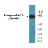 Western Blot - PKC theta (phospho Ser676) Cell Based ELISA Kit (CBP1658) - Antibodies.com